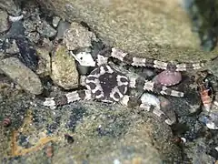 Ophiopeza cylindrica.