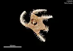 Ophiophrura tripapillata, une Ophioscolecidae.