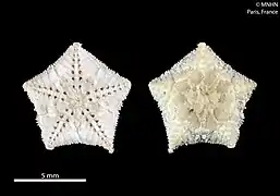 Certaines rares ophiures abyssales comme les Astrophiuridae ont une forme plus étoilée (ici Ophiophycis guillei).