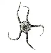 Ophioteichus multispinum