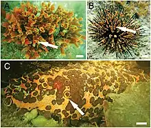Beaucoup de petites ophiures comme celles du genre Ophiothela vivent en symbiose sur des animaux plus gros.