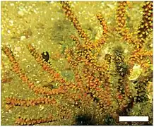 Heterogorgia uatumani