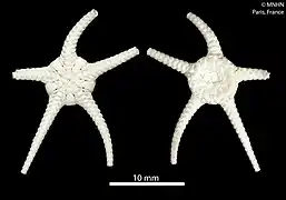 Ophiura caledonica (MNHN).