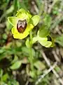 Ophrys jaune