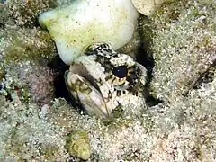 Opistognathus (en) macrognathus