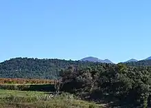 Oppidum recouvert de garrigues.