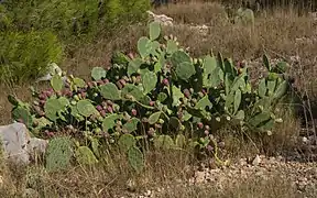 Opuntia stricta à Sète