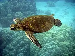 Tortue marine du sanctuaire marin de la baie d'Oracabessa