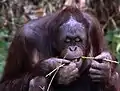 un orang-outang