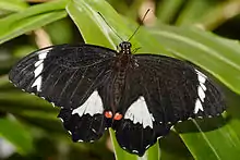 Papilio aegeus mâle