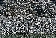 Photo d'orgues basaltiques.