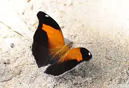 CoeiniHistoris odius