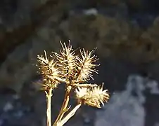 Photographie en gros plan de quatre fruits bruns et secs recouverts d'aiguillons.