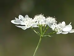 Photographie en couleur d'une ombelle aux tiges vertes et aux fleurs blanches. On remarque le départ des ombellules depuis un seul point.