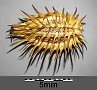 Gros plan du fruit sec chargé d'aiguillons.