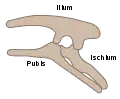 Structure pelvienne ornithischien (côté gauche)