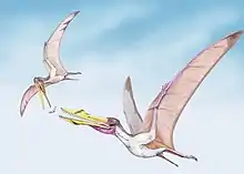 Dessin montrant C. cuvieri, représenté avec une poche à gorge volant une proie à Lonchodectes