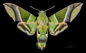 Avers du mâle (coll.MHNT).