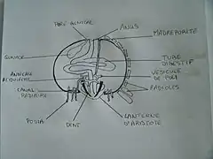 La coupe d'un oursin tortue