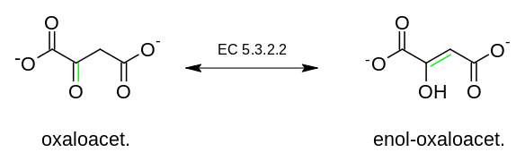 Interconversion de l'oxaloacétate en énol-oxaloacétate.