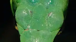 Spécimen adulte du Parc zoologique de Paris - dessus de la tête