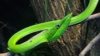Spécimen adulte du Parc zoologique de Paris