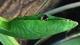 Spécimen adulte du Parc zoologique de Paris - Tête