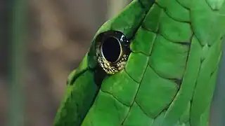 Spécimen adulte du Parc zoologique de Paris