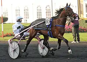 Image illustrative de l’article Oyonnax (cheval)