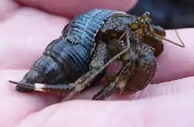 Pagurus hirsutiusculus