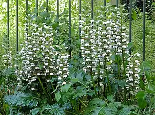Acanthe à feuilles molles.