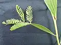 feuille composée bipennée d’Acacia mangium juvénile
