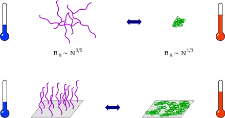 PNIPAM déplié à basse température (Rg~N^(3/5)) et PNIPAM effondré à plus haute température (Rg~N^(1/3))