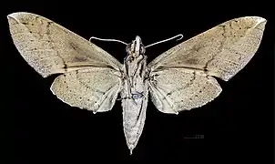 △ Revers de la femelle MHNT