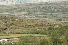 Troupeau de rennes près du lac Virihaure