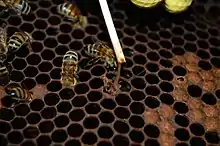 exemple de test de l’allumette positif