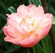 Paeonia lactiflora'Pink Hawaiian Coral'Fleur double.