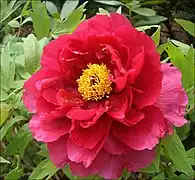 牡丹 mǔdān,étym. « cinabre viril »