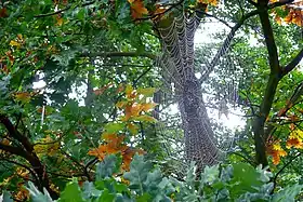 Wysoka (Zielona Góra)