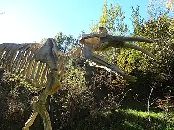 Archaeobelodon (en) installé au pied de la ferme du Campané.