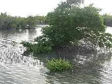 Avicennia germinans et pneumatophores au-dessus de l'eau