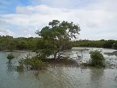 Palétuvier noir, Avicennia germinans.