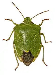 Palomena prasina (ailes membraneuses sombres)