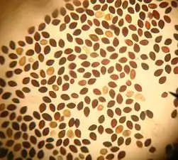 spores de Panaeolus cinctulus