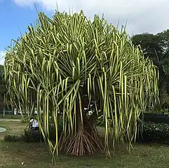 Pandanus