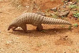 Grand pangolin de l'Inde(Manis crassicaudata).