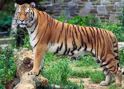 Tigre