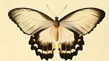 Papilio aegeus femelle, forme claire