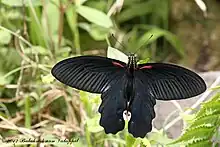 Papilio alcmenor mâle (avers)