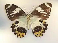 Papilio euchenor, revers